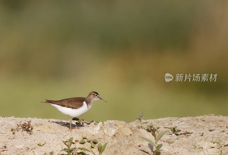 普通鹬(Actitis hypoleucos)